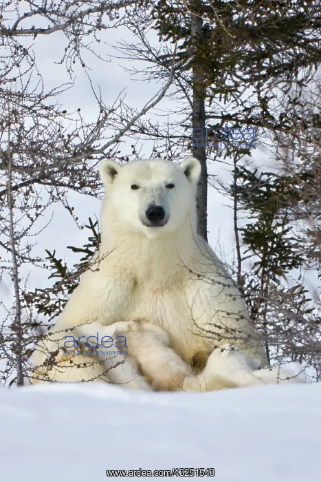 : Mother polar bear with three cubs on the : Mother polar bear with three cubs on the