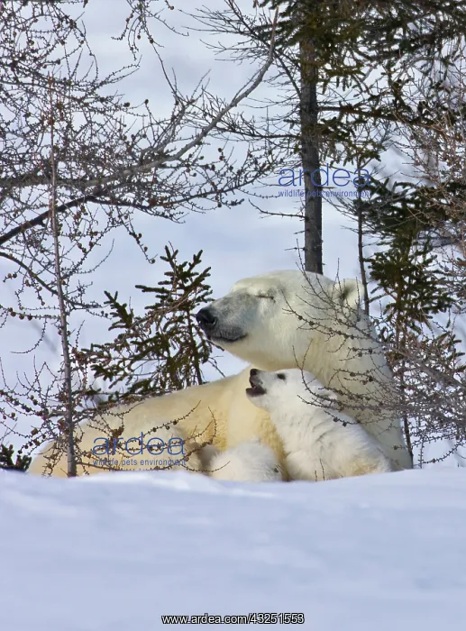 : Mother polar bear with three cubs on the : Mother polar bear with three cubs on the