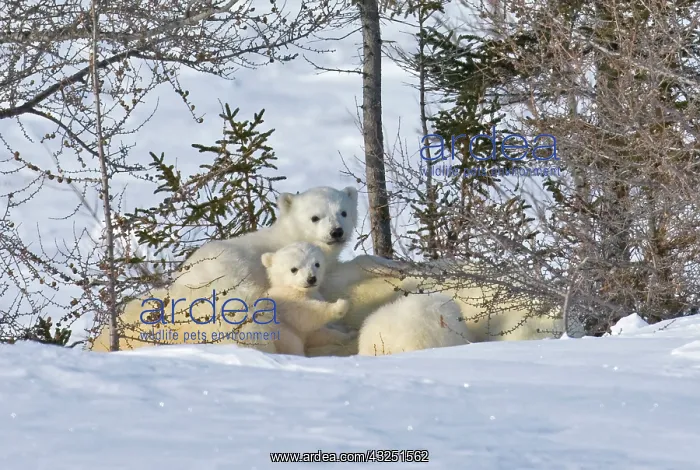 : Mother polar bear with three cubs on the : Mother polar bear with three cubs on the