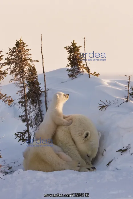 : Mother polar bear with three cubs on the : Mother polar bear with three cubs on the