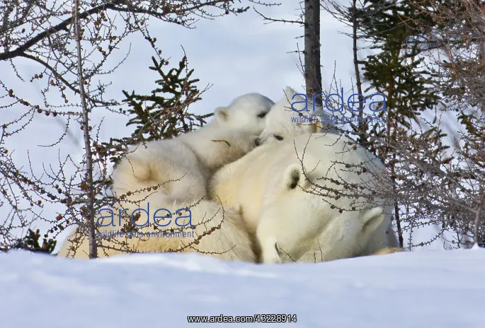 : Mother polar bear with two cubs on the tundra : Mother polar bear with two cubs on the tundra