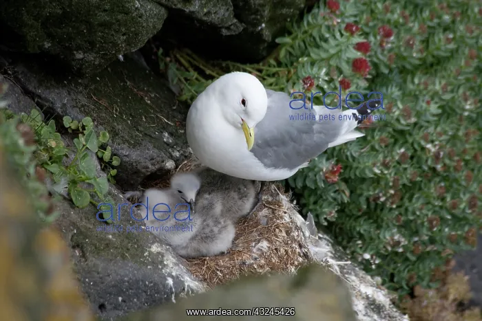  : A mother Skua and her young chicks nesting