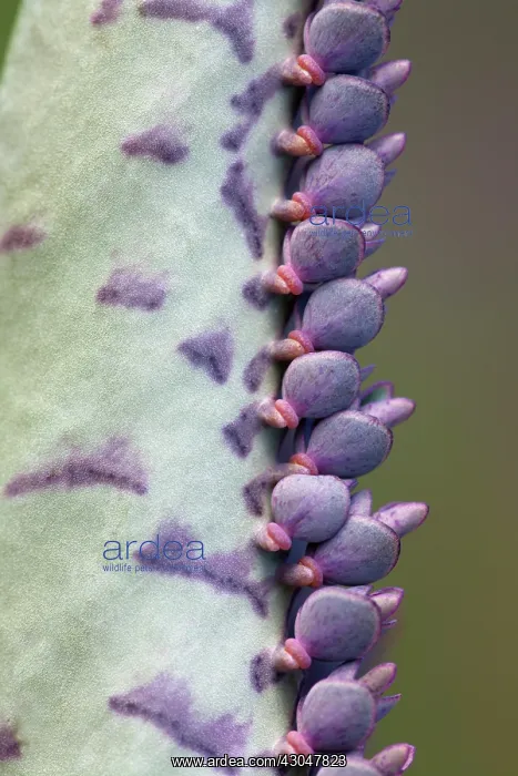 : Mother of thousands : Mother of thousands