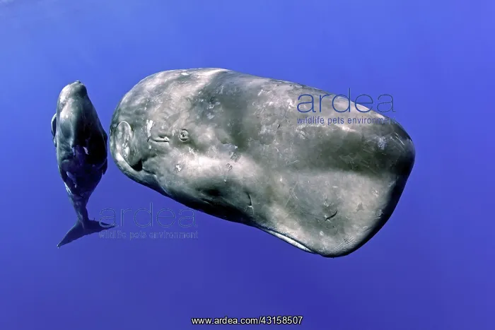 : Mother with few weeks young calf sperm whale, Physeter : Mother with few weeks young calf sperm whale, Physeter