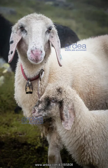: Mother with young animal, domestic sheep on alpine : Mother with young animal, domestic sheep on alpine