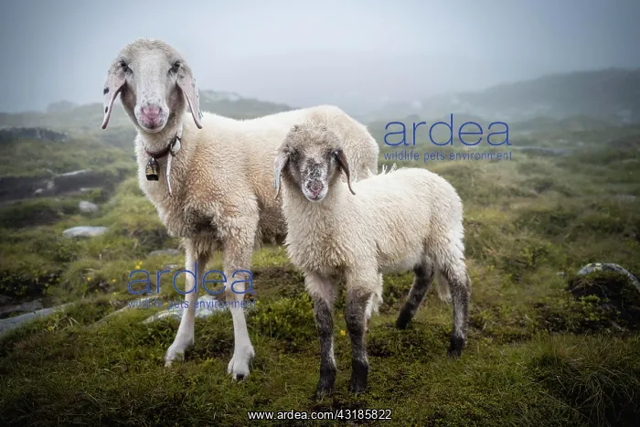 : Mother with young animal, domestic sheep on alpine : Mother with young animal, domestic sheep on alpine
