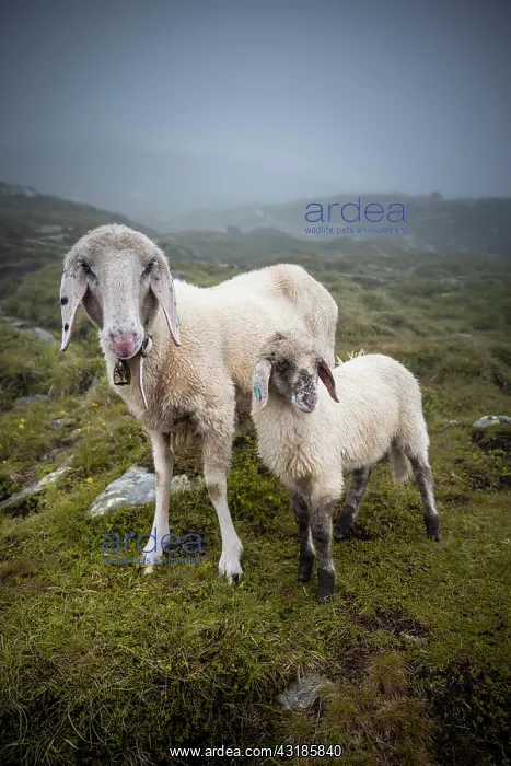 : Mother with young animal, domestic sheep on alpine : Mother with young animal, domestic sheep on alpine