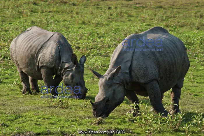 : Mother and young One-horned Rhinoceros feeding : Mother and young One-horned Rhinoceros feeding