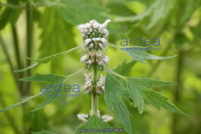 : Motherwort : Motherwort