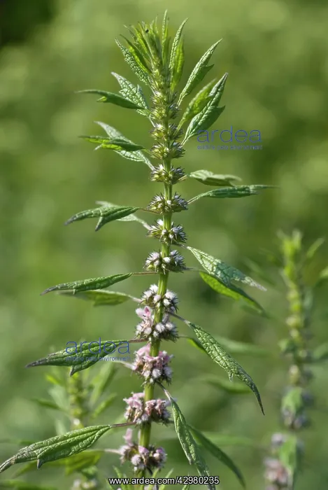 : Motherwort : Motherwort