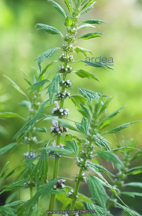 : Motherwort : Motherwort