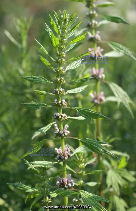 : Motherwort : Motherwort