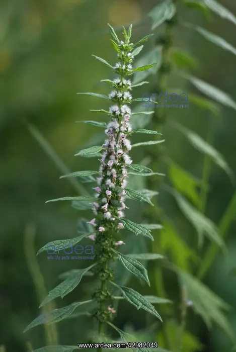 : Motherwort : Motherwort