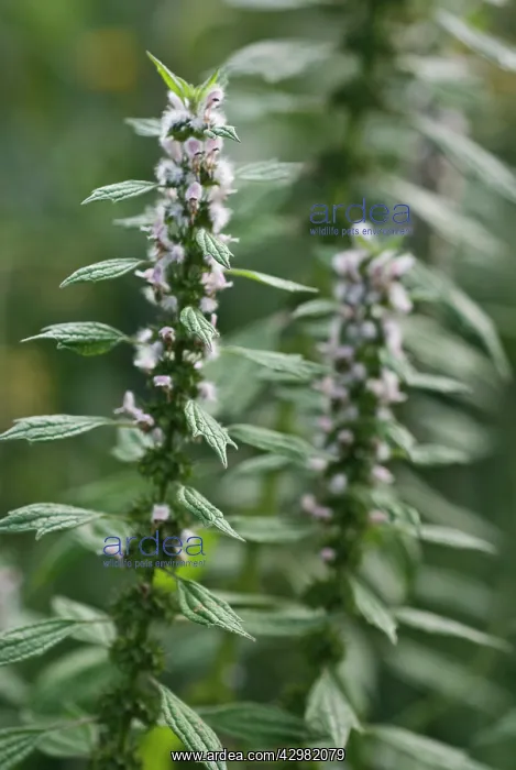: Motherwort : Motherwort