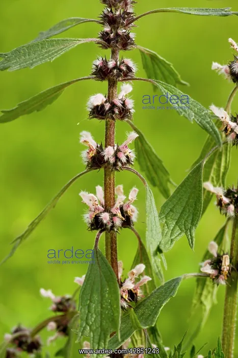 : Motherwort - in flower. Medicinal and poisonous plant : Motherwort - in flower. Medicinal and poisonous plant