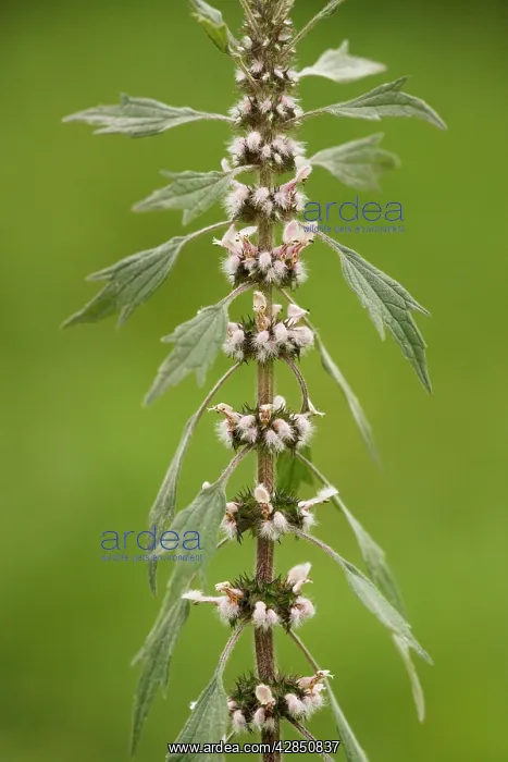 : Motherwort - in flower. Widely used herb in child-birth : Motherwort - in flower. Widely used herb in child-birth