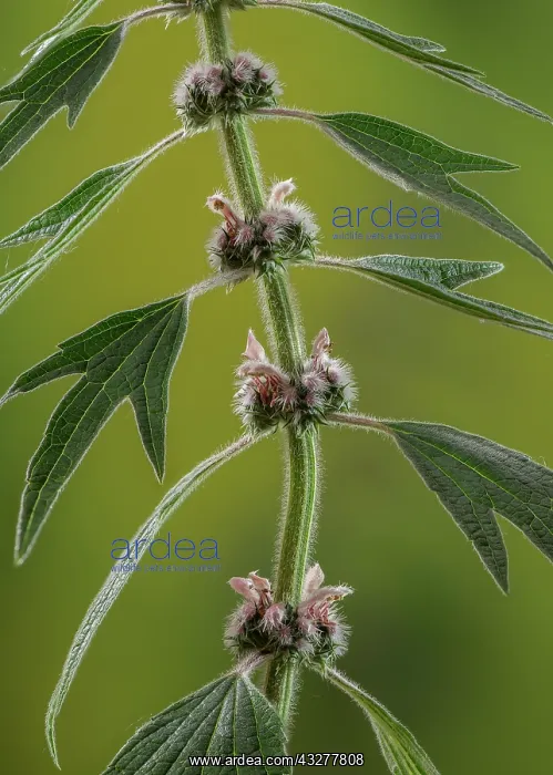 : Motherwort, Leonurus cardiaca, in flower. East European : Motherwort, Leonurus cardiaca, in flower. East European