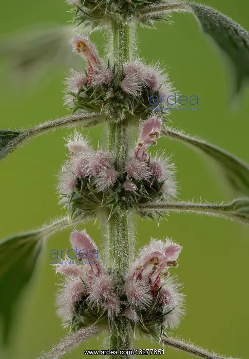 : Motherwort, Leonurus cardiaca, in flower. East European : Motherwort, Leonurus cardiaca, in flower. East European
