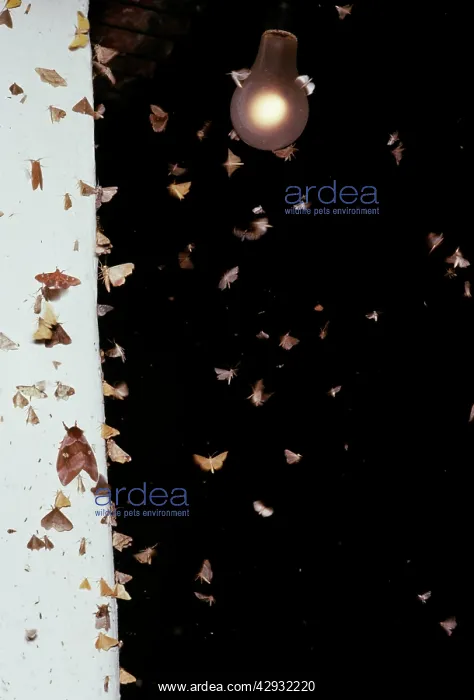 : MOTHS - swarming around lamp : MOTHS - swarming around lamp