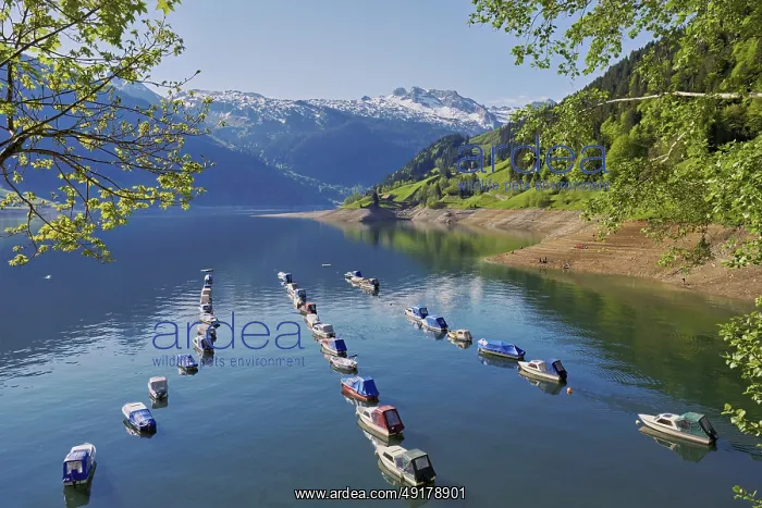 : Motorboats moored at the reservoir : Motorboats moored at the reservoir
