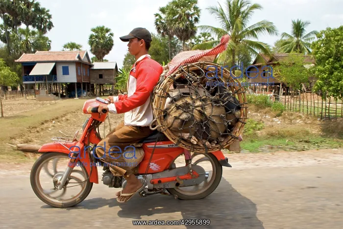 : Motorcyclist carrying Cambodia Pigs on a motorbike : Motorcyclist carrying Cambodia Pigs on a motorbike