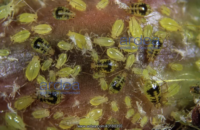 : Mottled Arum Aphid : Mottled Arum Aphid