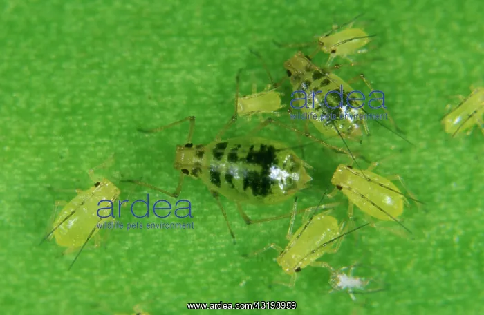 : Mottled arum aphid : Mottled arum aphid