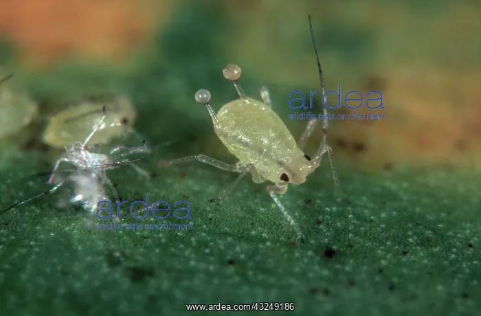: Mottled arum aphid : Mottled arum aphid