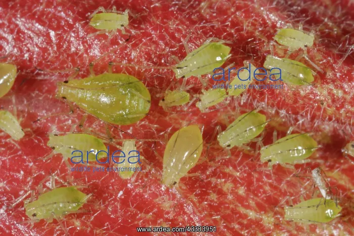 : Mottled arum aphid : Mottled arum aphid