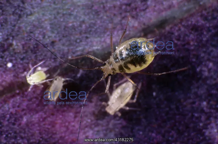  : Mottled arum aphids