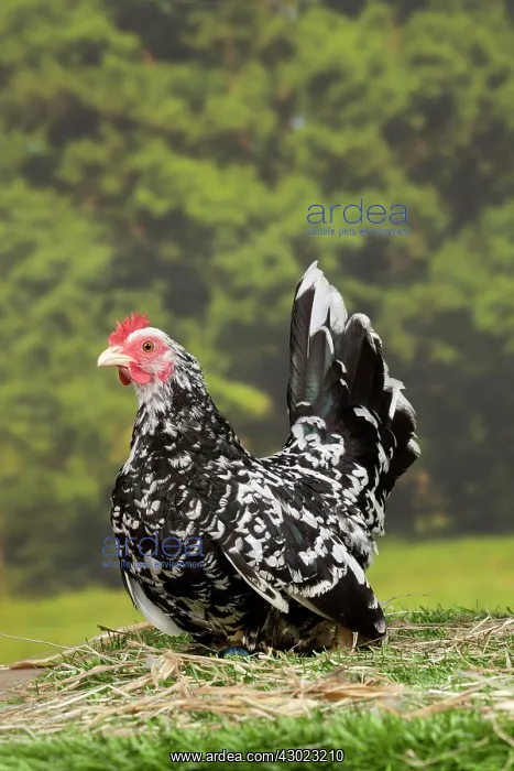  : Mottled Chabo  /  Japanese Bantam Chicken hen