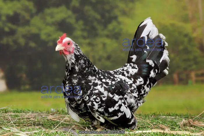  : Mottled Chabo  /  Japanese Bantam Chicken hen