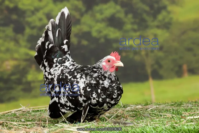  : Mottled Chabo  /  Japanese Bantam Chicken hen