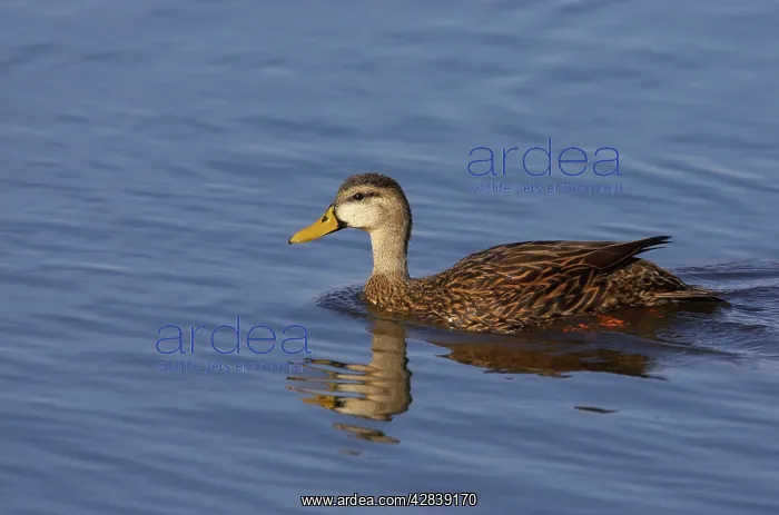 : Mottled Duck : Mottled Duck