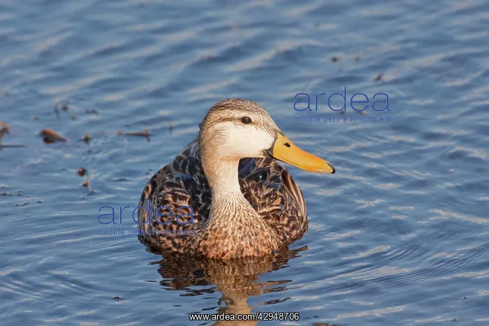 : Mottled Duck : Mottled Duck
