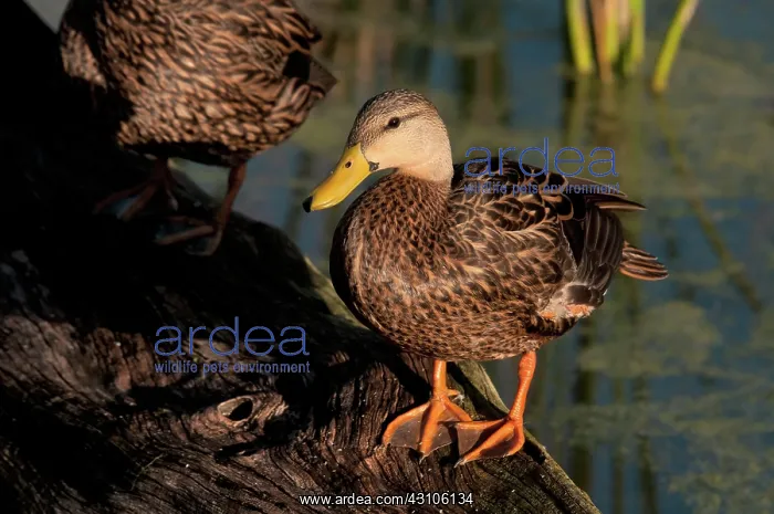: Mottled Duck : Mottled Duck