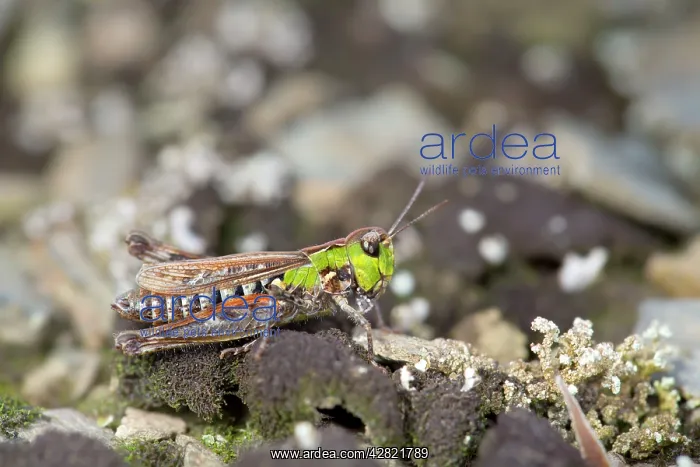 : Mottled Grasshopper : Mottled Grasshopper