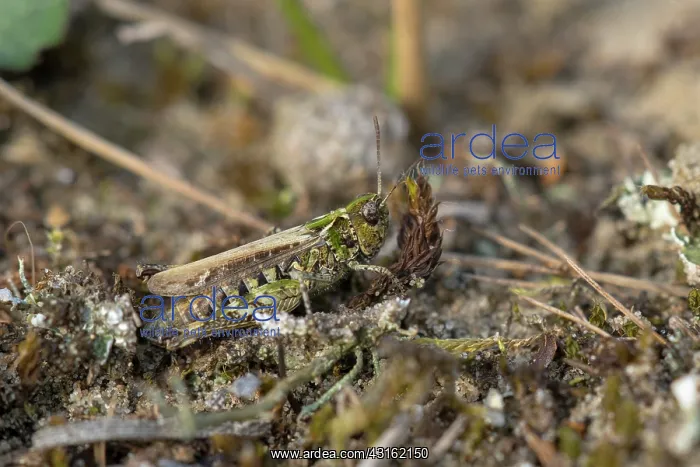 : Mottled Grasshopper : Mottled Grasshopper