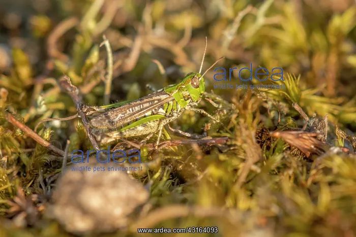 : Mottled Grasshopper : Mottled Grasshopper