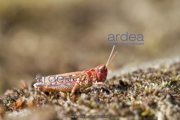 : Mottled Grasshopper : Mottled Grasshopper