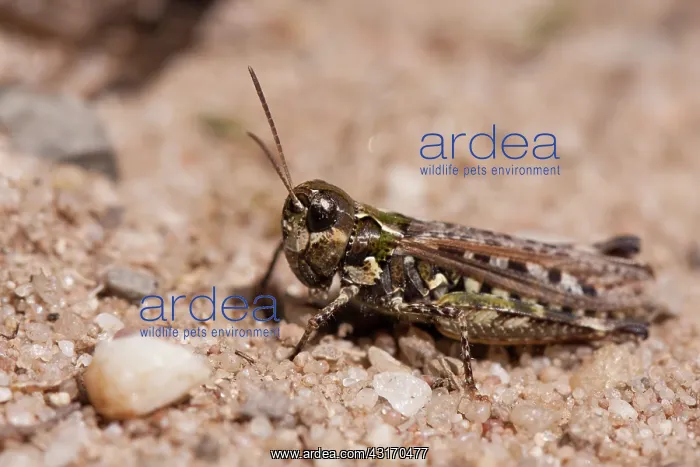 : Mottled Grasshopper : Mottled Grasshopper