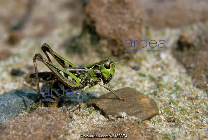 : Mottled grasshopper (Myrmeleotettix maculatus) : Mottled grasshopper (Myrmeleotettix maculatus)