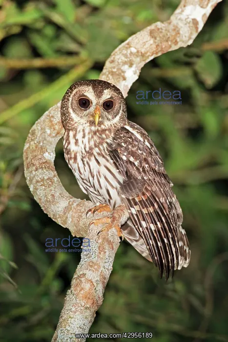 : Mottled Owl : Mottled Owl