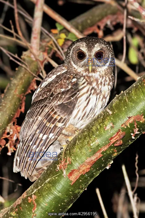 : Mottled Owl