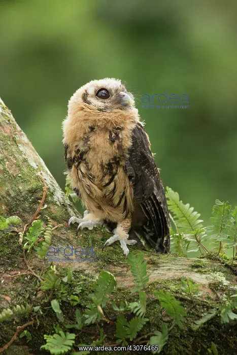 : Mottled Owl : Mottled Owl
