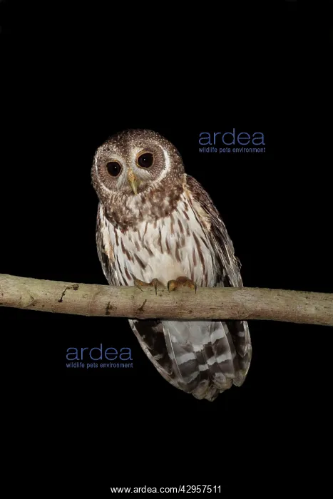 : Mottled Owl - Nayarit : Mottled Owl - Nayarit