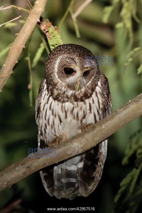: Mottled Owl - Nayarit : Mottled Owl - Nayarit