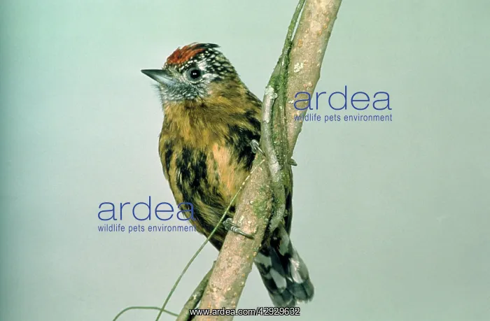 : Mottled PICULET : Mottled PICULET