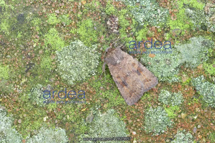 : Mottled Rustic Moth : Mottled Rustic Moth