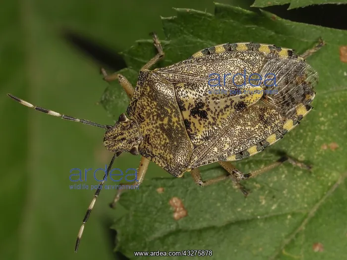 : Mottled Shieldbug (Rhaphigaster nebulosa) walki : Mottled Shieldbug (Rhaphigaster nebulosa) walki